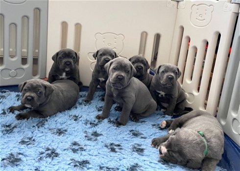 Cane Corso-puppy's - 0