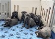 Cane Corso-puppy's - 0 - Thumbnail
