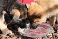 Duitse herder pups - 0 - Thumbnail