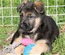 Duitse herder pups - 1 - Thumbnail