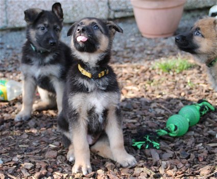 Duitse herder pups - 2