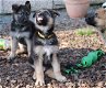 Duitse herder pups - 2 - Thumbnail