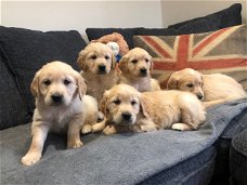 Leuke Golden Retriever-puppy's beschikbaar