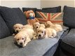 Leuke Golden Retriever-puppy's beschikbaar - 1 - Thumbnail