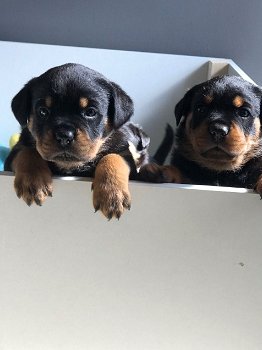 Rottweiler-puppy's beschikbaar voor verkoop - 0