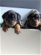 Rottweiler-puppy's beschikbaar voor verkoop - 0 - Thumbnail