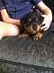 Rottweiler-puppy's beschikbaar voor verkoop - 1 - Thumbnail