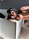 Rottweiler-puppy's beschikbaar voor verkoop - 2 - Thumbnail