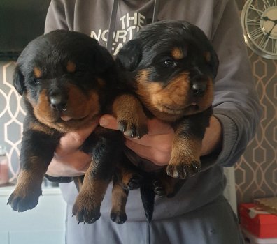 Rottweiler-puppy's beschikbaar voor verkoop - 3