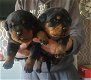 Rottweiler-puppy's beschikbaar voor verkoop - 3 - Thumbnail
