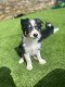 Mooie Collie Pups te koop - 0 - Thumbnail