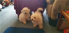 Prachtige pups van Bichon Frise