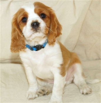 Prachtige Cavalier King Charles Puppies - 0