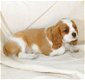 Prachtige Cavalier King Charles Puppies - 1 - Thumbnail