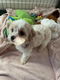 Cavachons-puppy's - 1 - Thumbnail