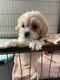 Cavachons-puppy's - 2 - Thumbnail