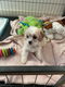 Cavachons-puppy's - 3 - Thumbnail