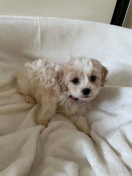 Cavachons-puppy's - 4