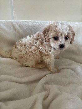 Cavachons-puppy's - 5