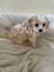 Cavachons-puppy's - 5 - Thumbnail