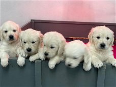 Stamboom Golden Retriever-puppy's