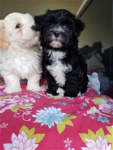 Purebreed Havanezer pups