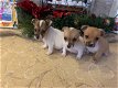 Zeldzame Jack Russel Terrier-puppy's - 0 - Thumbnail