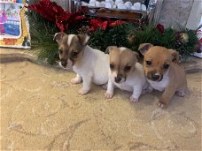 Zeldzame Jack Russel Terrier-puppy's
