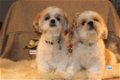 Verbluffende, goed gefokte Shihtzu-puppy's - 0 - Thumbnail