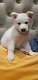 Siberische Husky-puppy's - 1 - Thumbnail