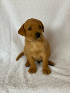 Labrador Retriever-puppy's