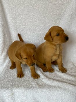 Labrador Retriever-puppy's - 1