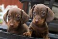 Teckel pups - 0 - Thumbnail