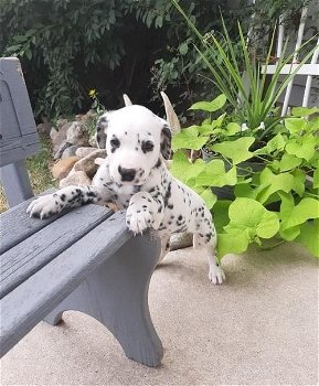 Kwaliteit Dalmatische puppy's - 1