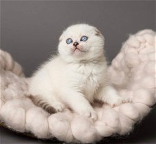 Scottish Fold-kittens