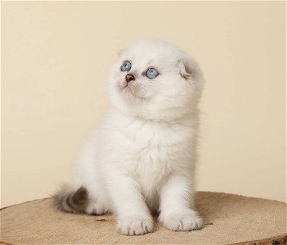 Scottish Fold-kittens - 1