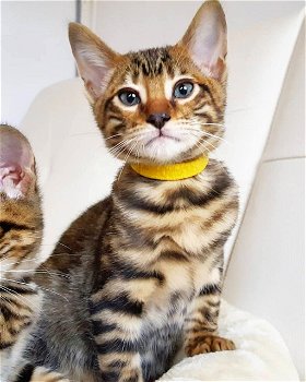 Mooie Toyger-kittens - 0