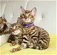 Mooie Toyger-kittens - 1 - Thumbnail