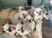 Topkwaliteit Blue Eyed Siamese Kittens - 0 - Thumbnail