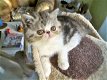 Exotische kittens - 1 - Thumbnail
