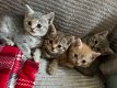 Brits korthaar kittens - 0 - Thumbnail