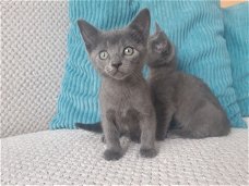 Russische blauwe kittens