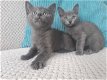 Russische blauwe kittens - 1 - Thumbnail