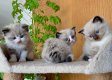 Ragdoll Kittens - 0 - Thumbnail