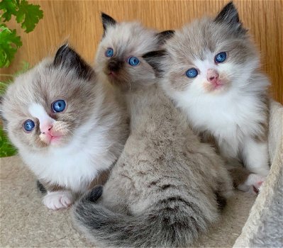 Ragdoll Kittens - 1