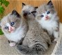 Ragdoll Kittens - 1 - Thumbnail
