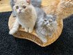 Perzische kittens - 0 - Thumbnail
