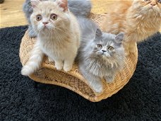 Perzische kittens