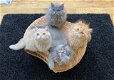 Perzische kittens - 1 - Thumbnail
