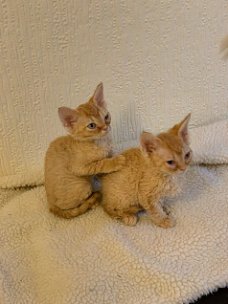 Devon Rex kittens